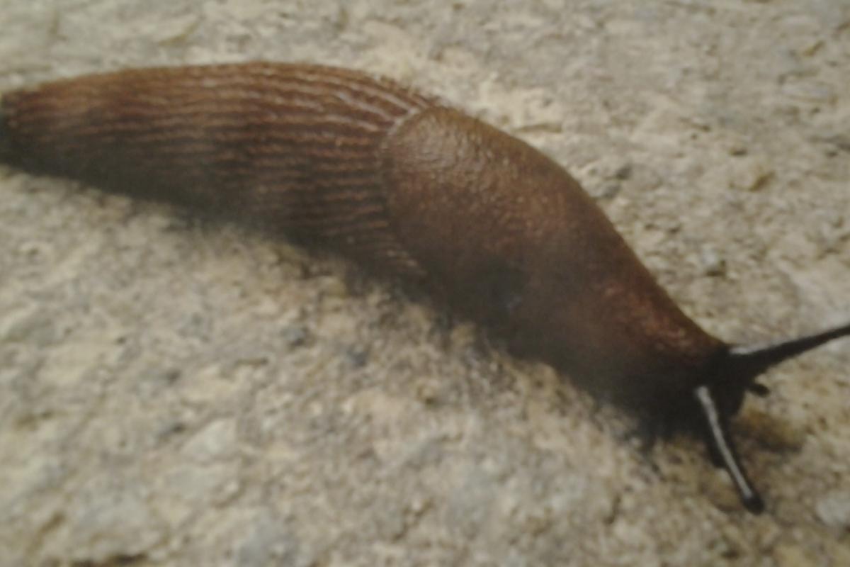 Slugs gas detectors 