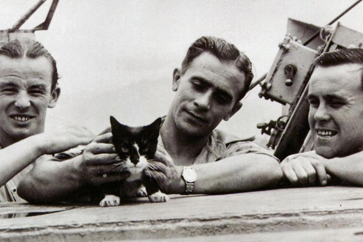 Simon Naval cat 